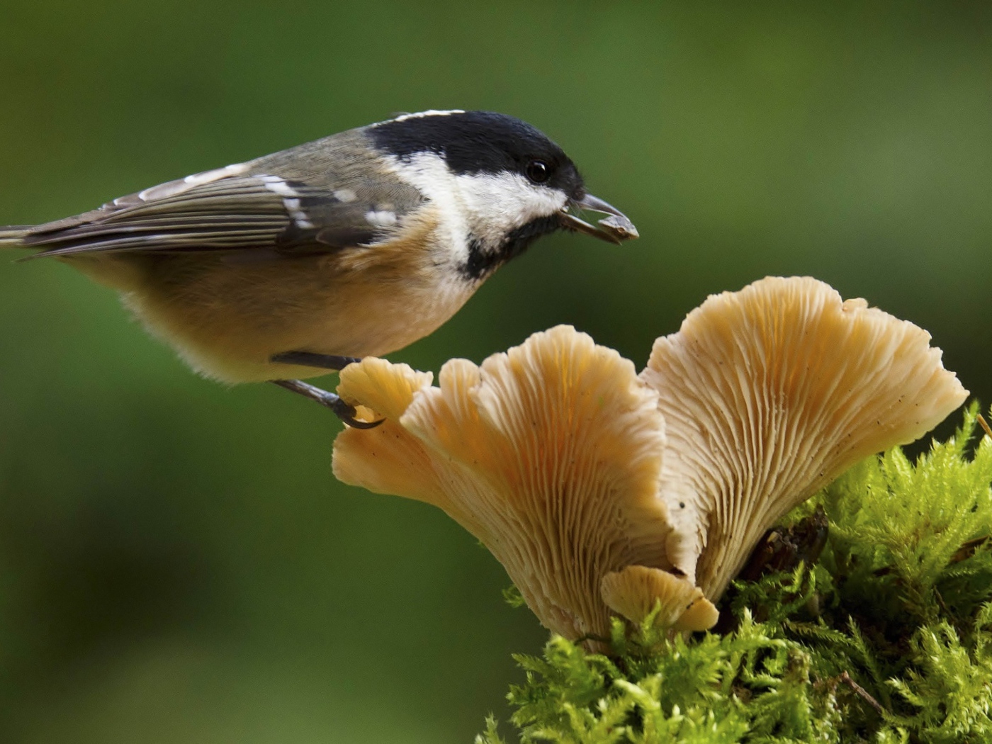 Маленькая синица сидит на грибе