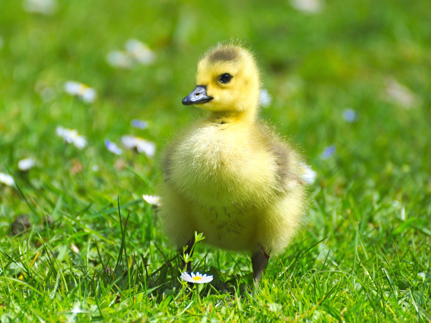 Маленький милый гусенок на зеленой траве