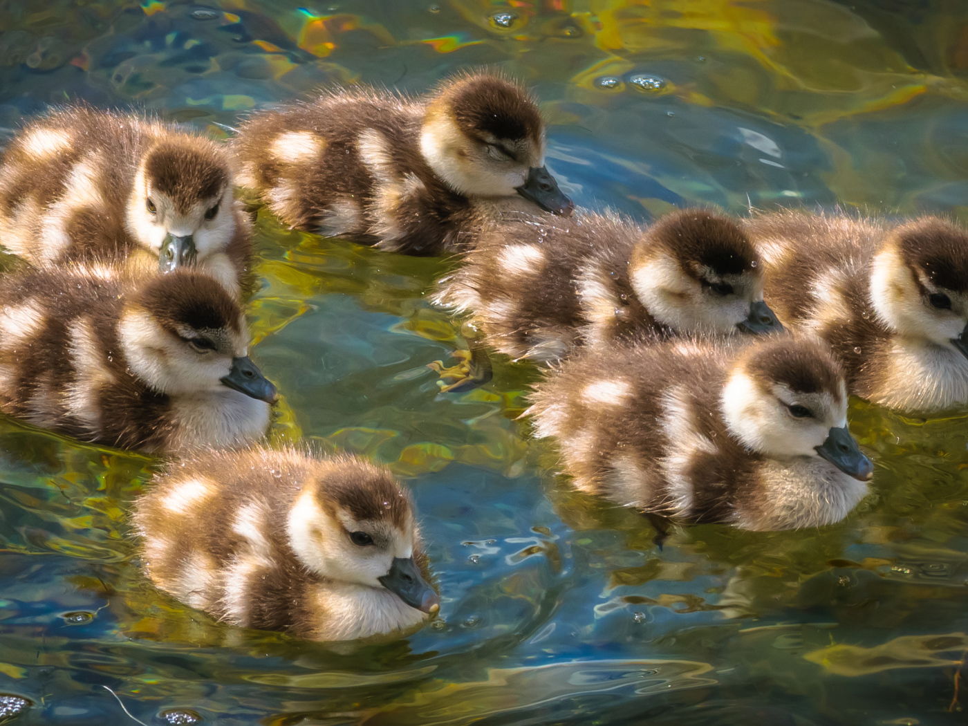 Маленькие утята плывут по воде
