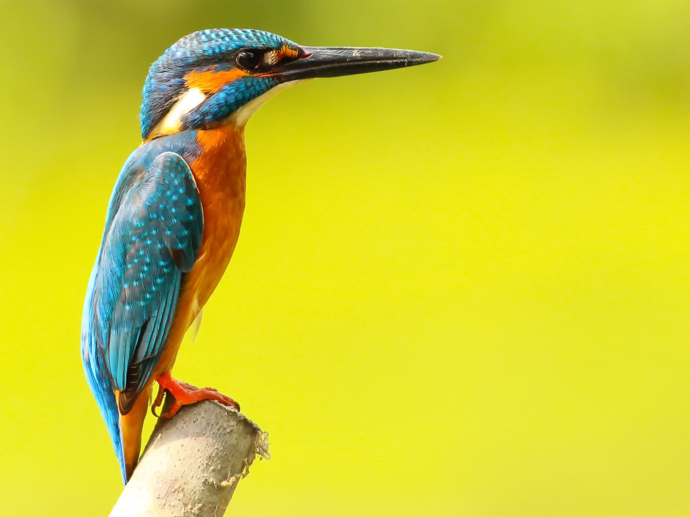 Разноцветная птица зимородок на желтом фоне