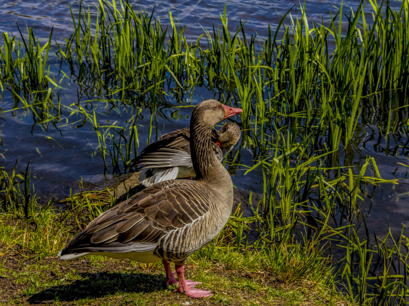 Два больших серых гуся у водоема