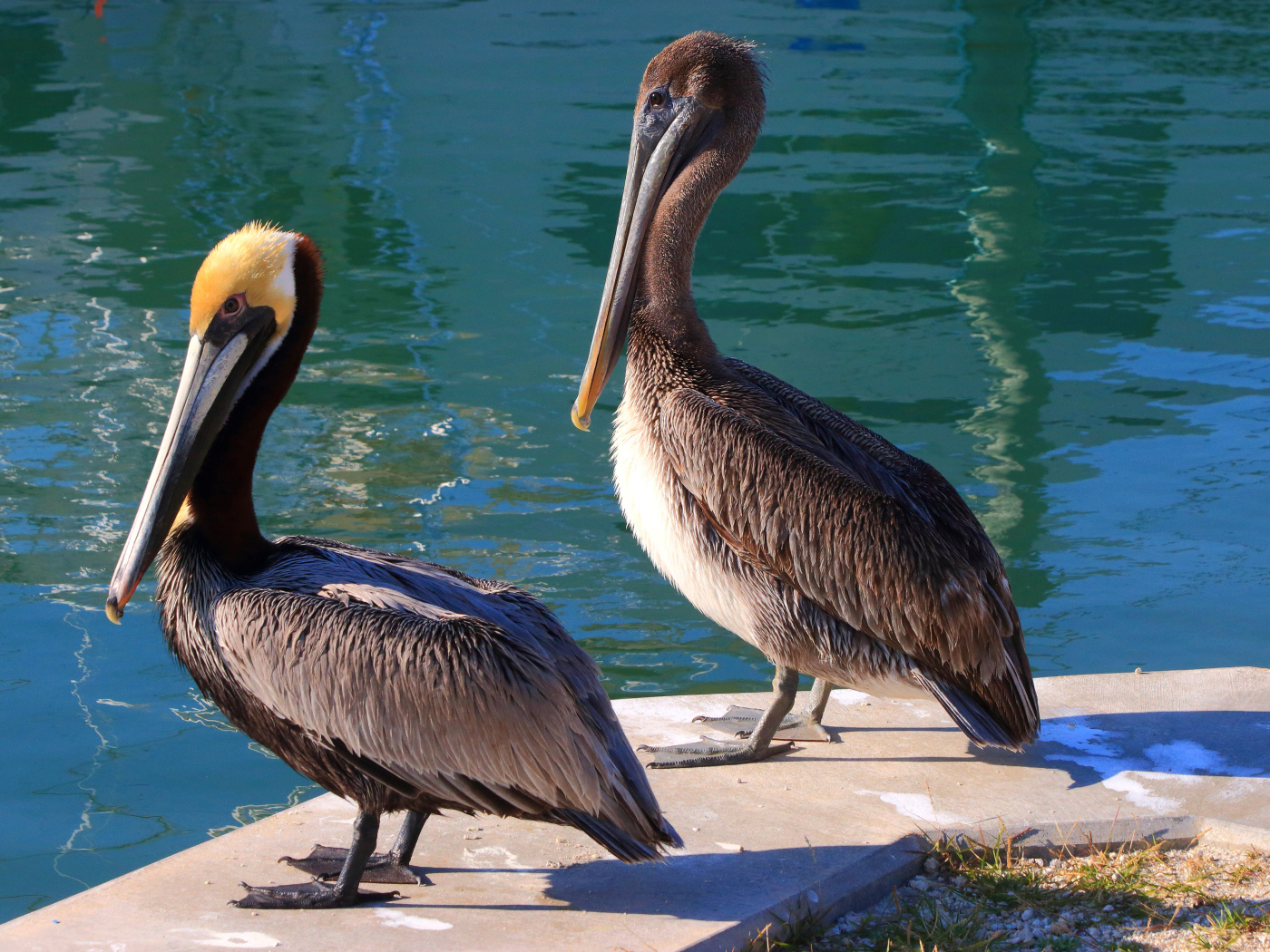 Два больших серых пеликана стоят у воды