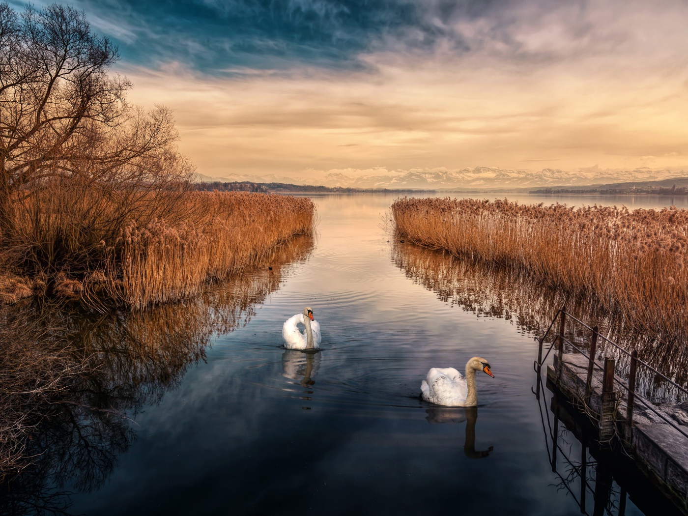 Два белых лебедя плывут по реке 