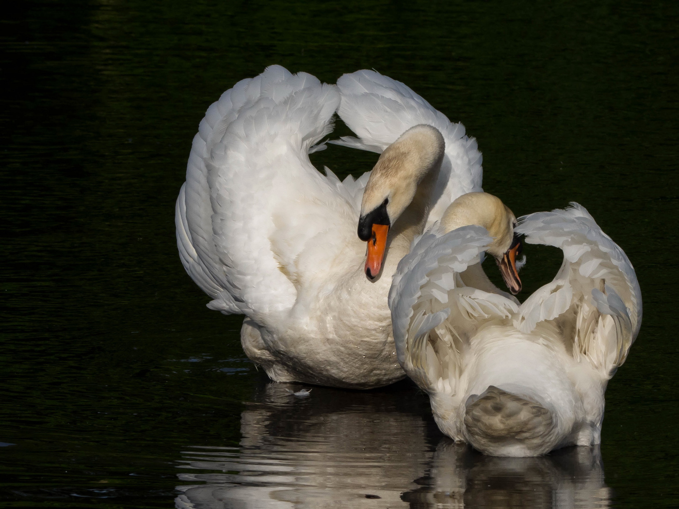 Два белых лебедя в водоеме
