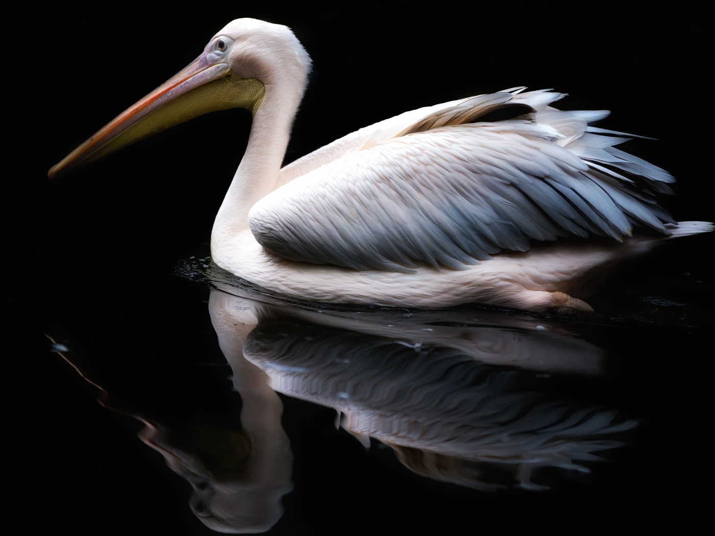 Белый пеликан отражается в воде на черном фоне