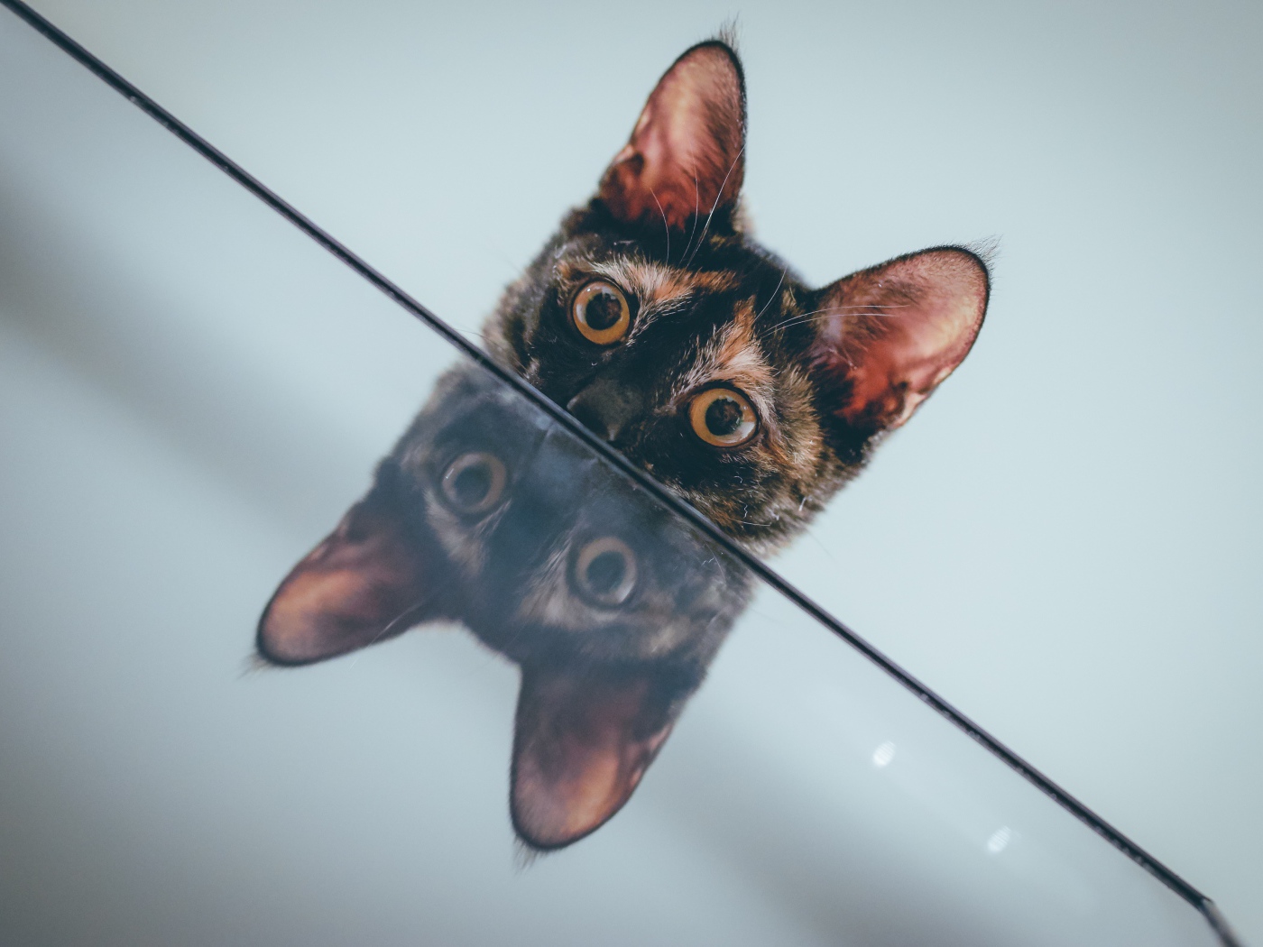 Любопытный кот отражается в поверхности стола