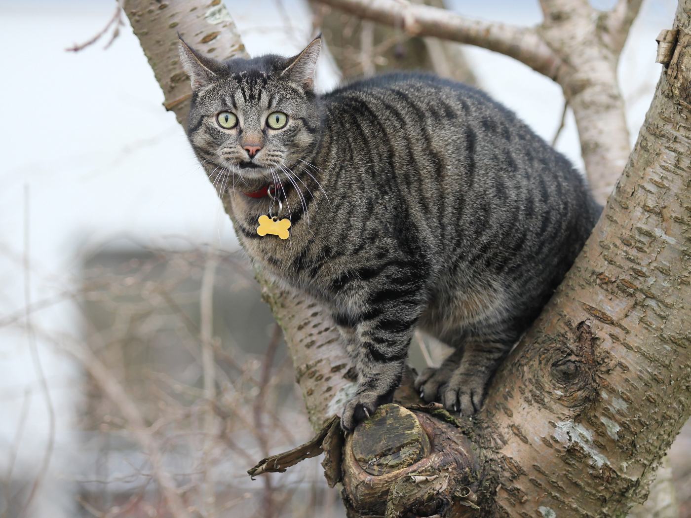 Испуганный серый кот сидит на дереве