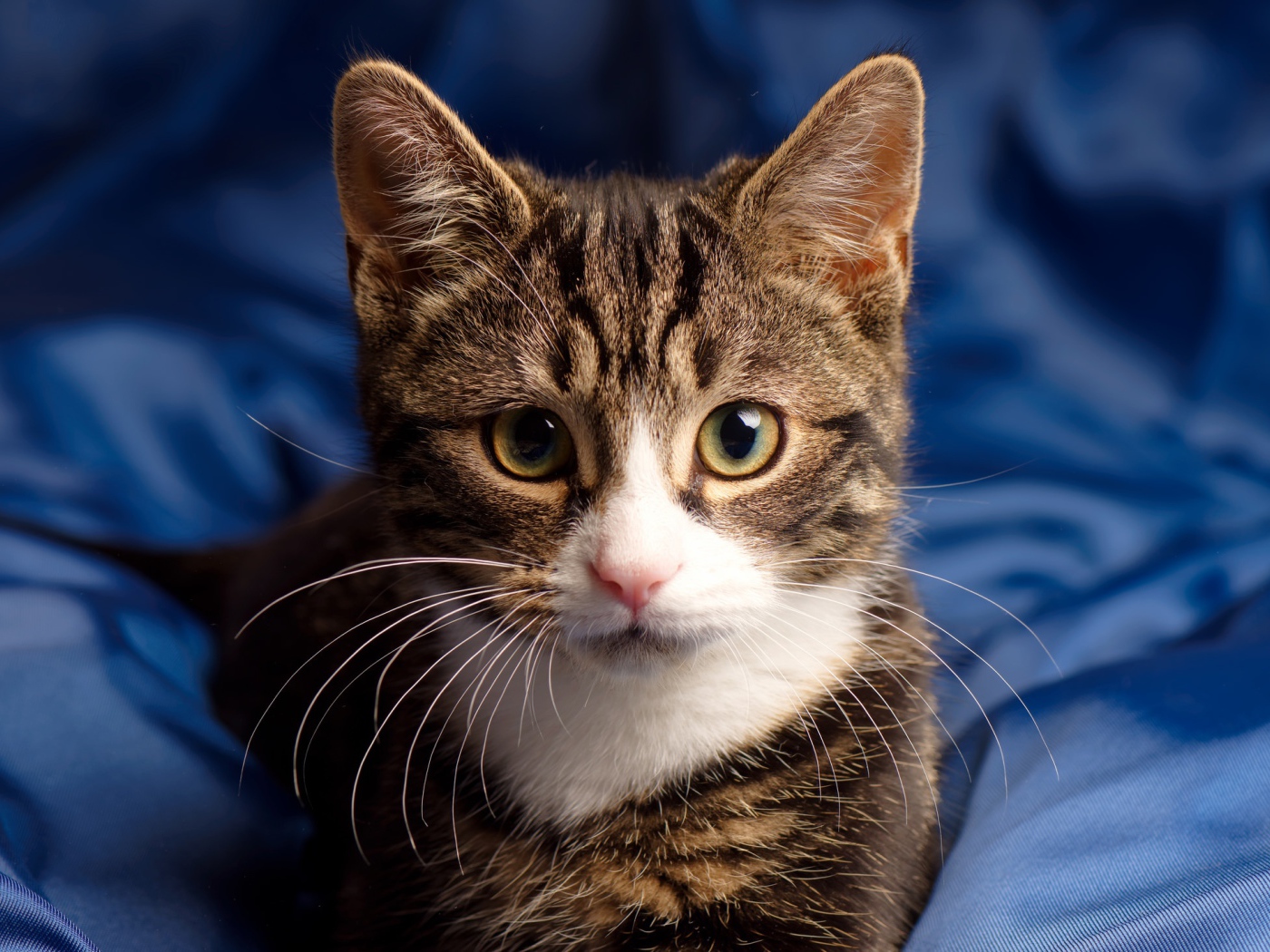 Серая кошка сидит на голубом покрывале 