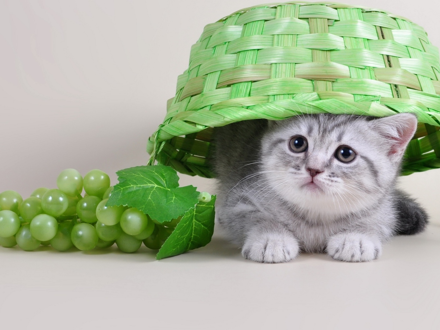 Маленький серый котенок сидит под зеленой плетеной корзиной