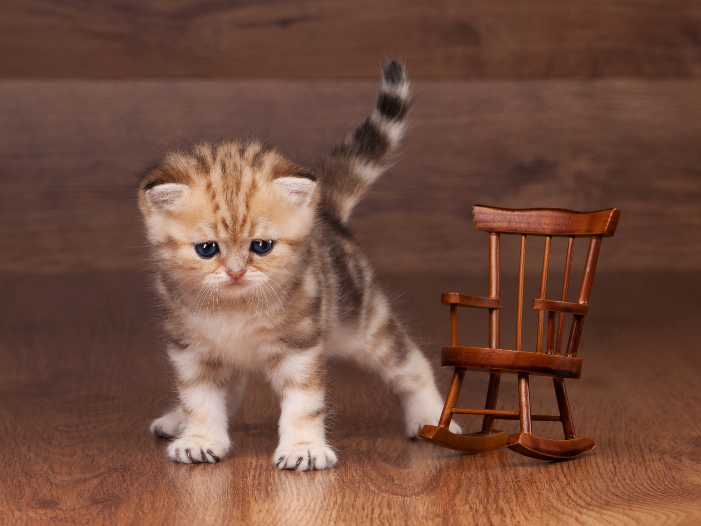 Маленький котенок рядом с игрушечным деревянным креслом