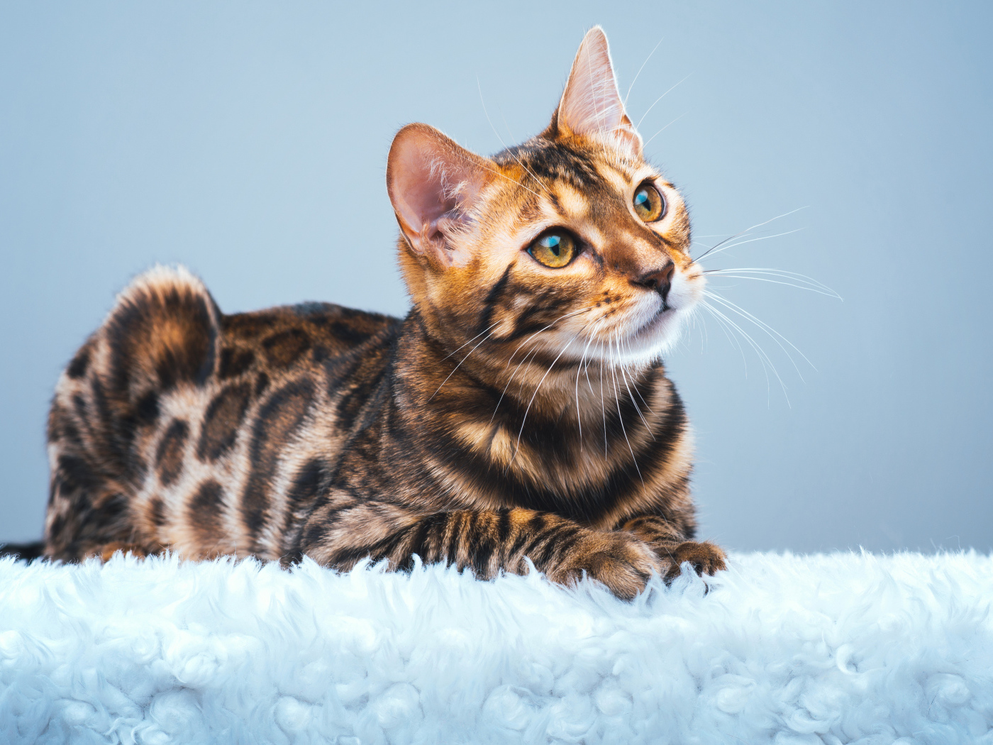 Красивая бенгальская кошка смотрит заинтересованным взглядом