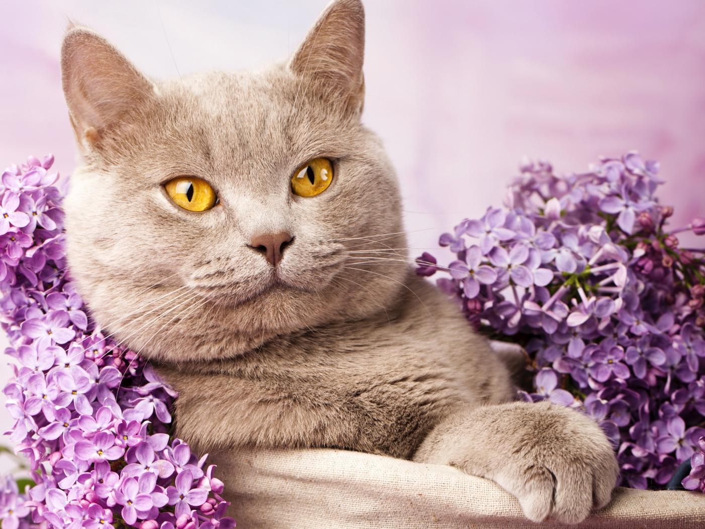 Красивый британский кот с цветами сирени