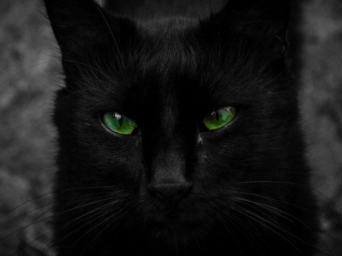 Красивый черный кот с большими зелеными глазами