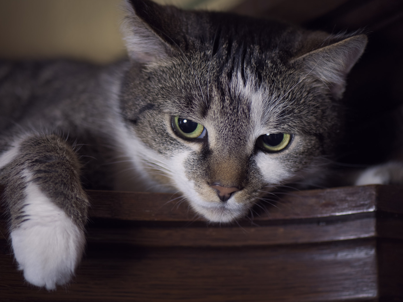 Красивый кот с зелеными глазами крупным планом