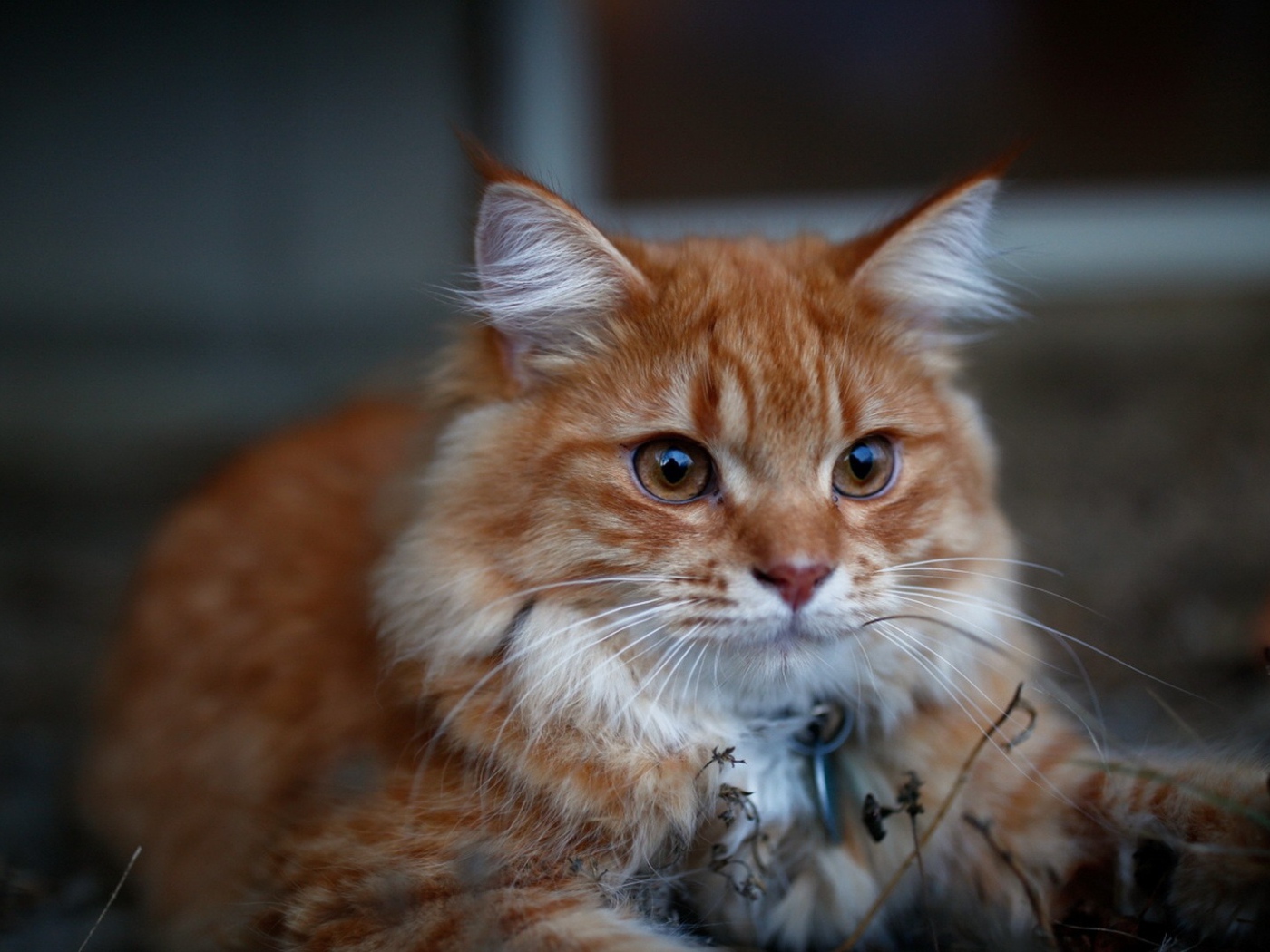 Красивый рыжий кот с кисточками на ушах 