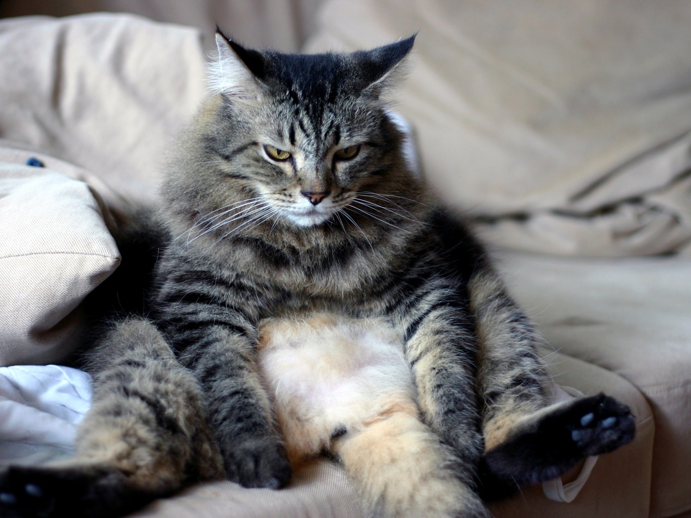 Большой грустный серый кот сидит на диване