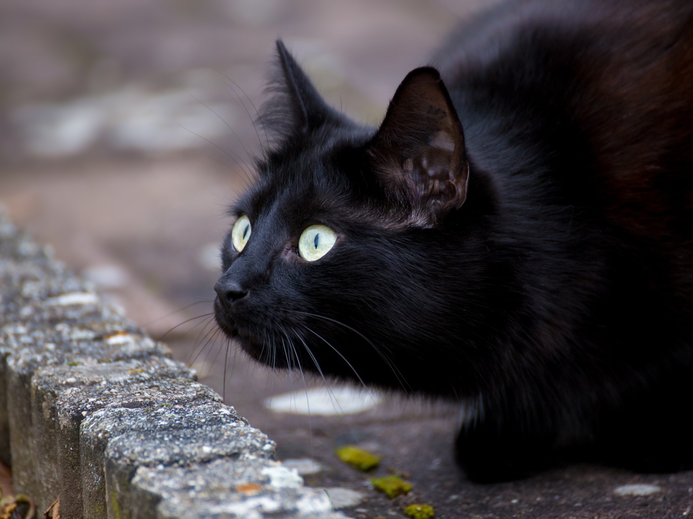 Черный зеленоглазый кот с удивленным взглядом