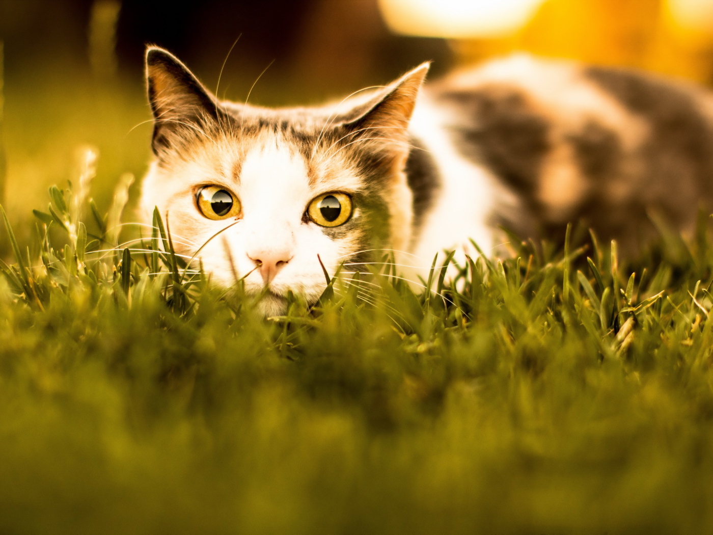 Кошка с желтыми глазами притаилась в траве 