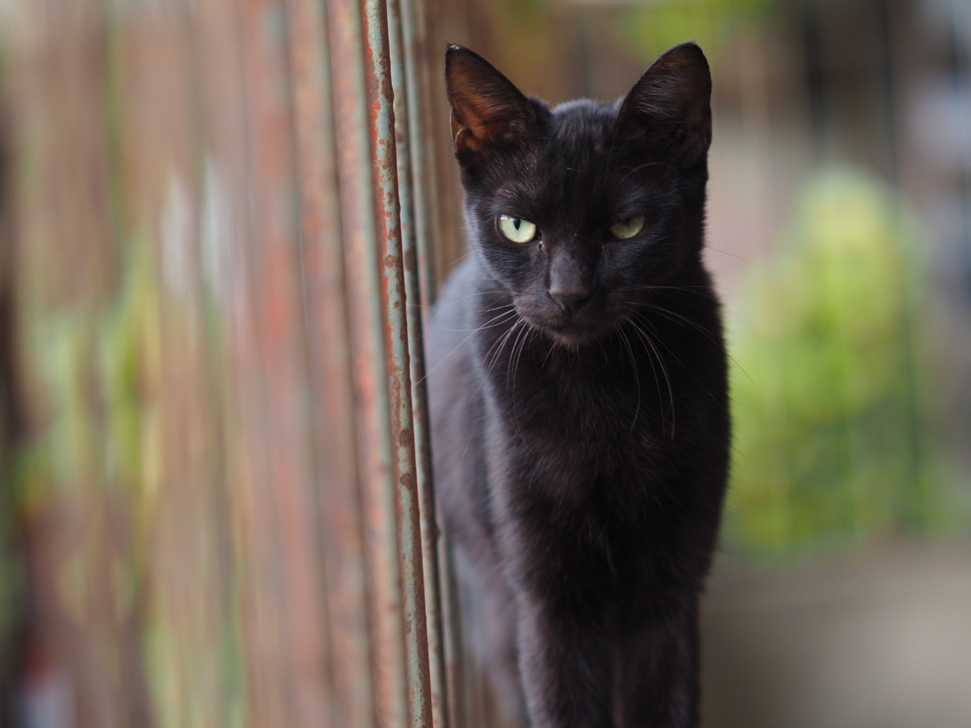 Недовольный взгляд черного кота