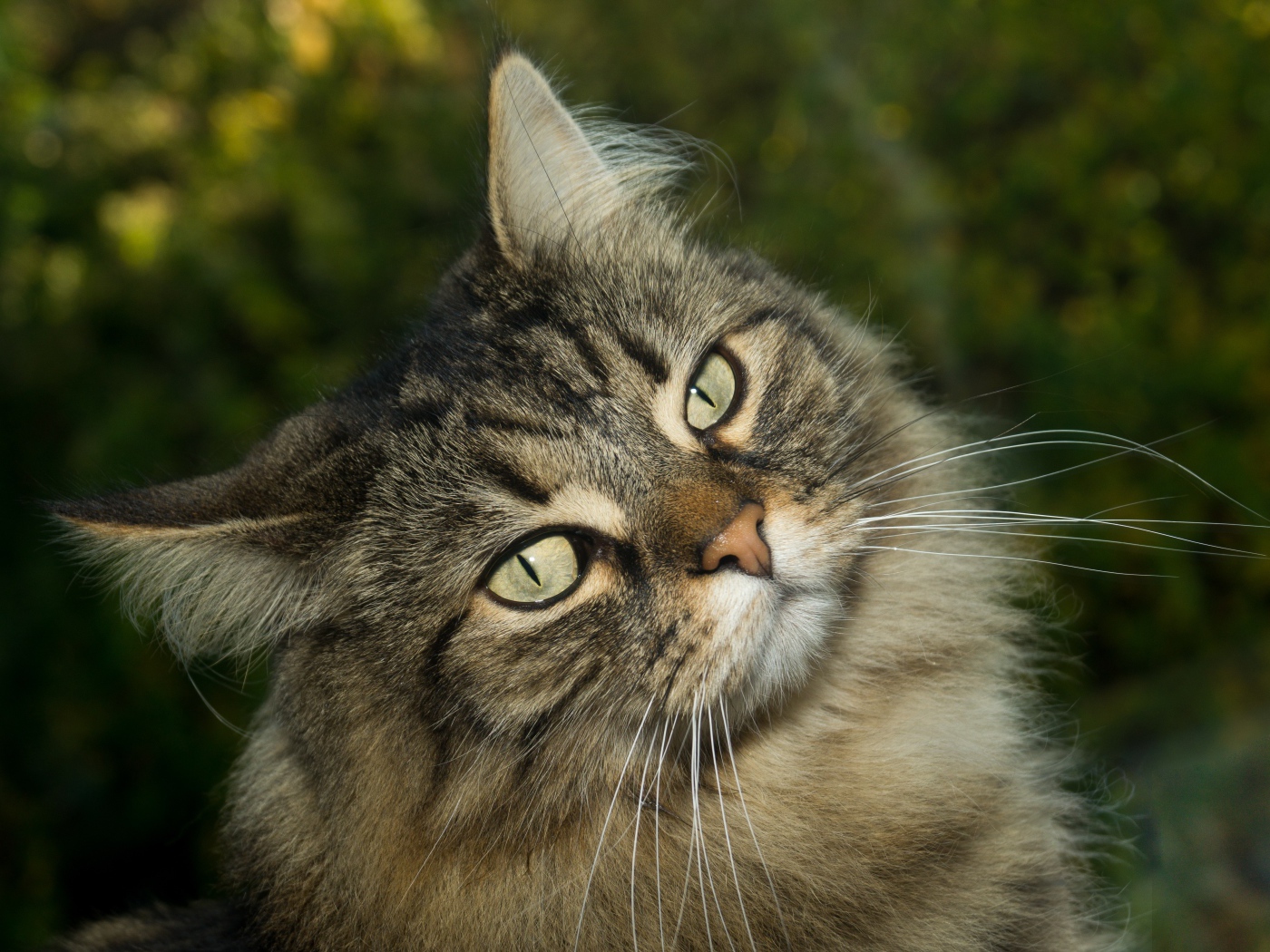 Морда пушистого серого кота с зелеными глазами