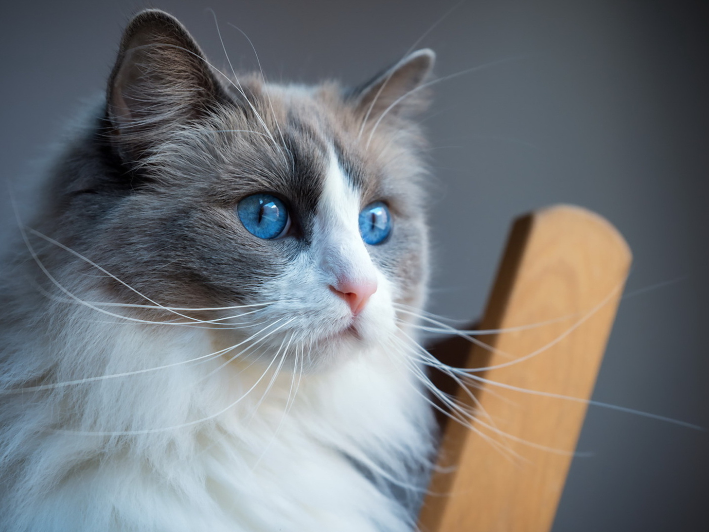 Пушистая кошка с красивыми голубыми глазами 