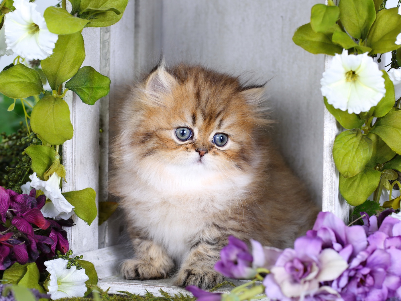 Забавный пушистый котенок с цветами