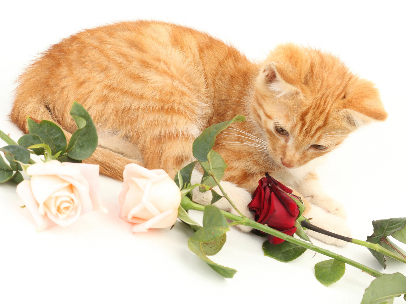 Рыжий котенок с розами на белом фоне