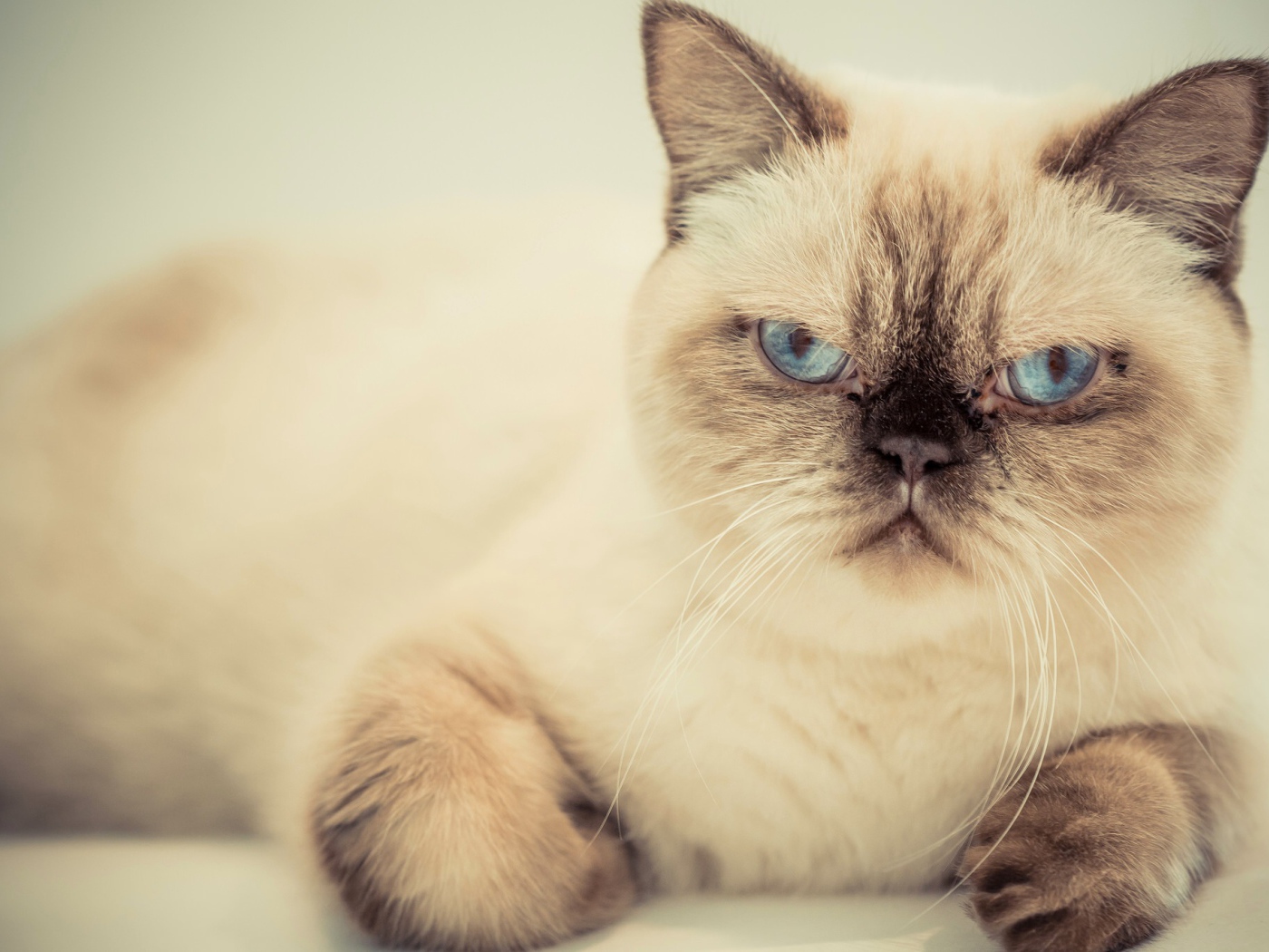 Хмурый красивый голубоглазый кот