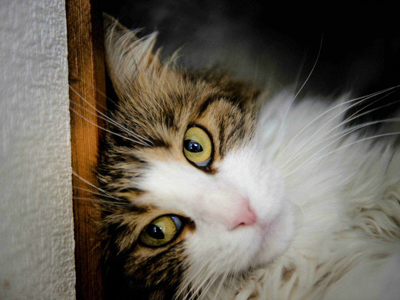 Зеленоглазый красивый кот лежит у стены