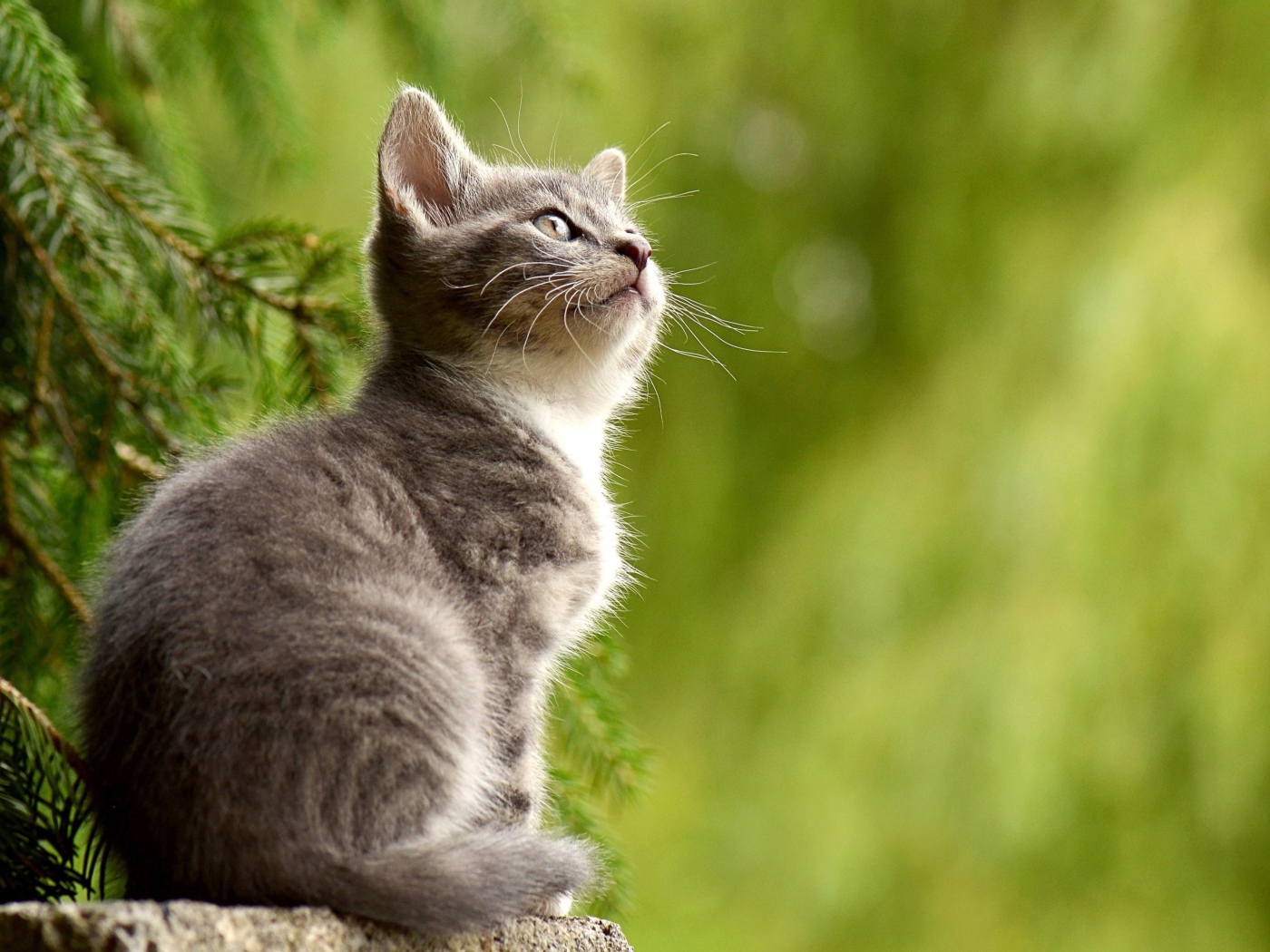 Заинтересованный взгляд маленького серого котенка