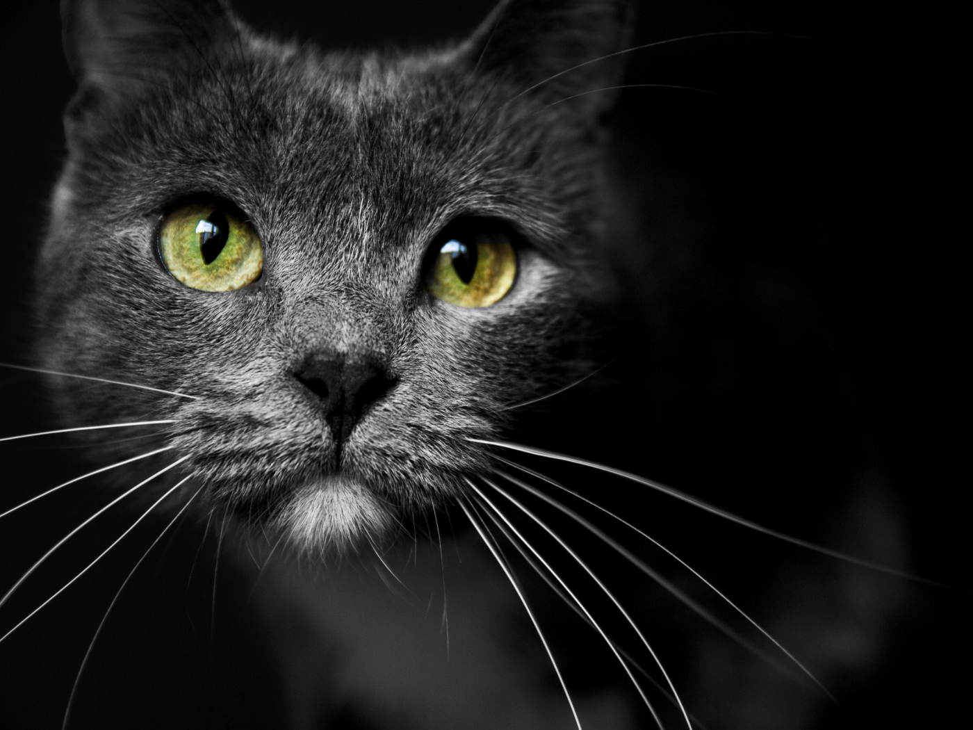 Морда кота с зелеными глазами 