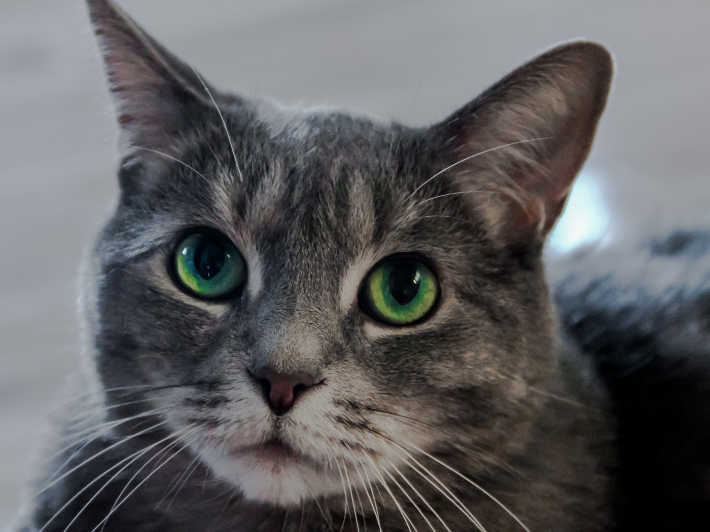 Морда серого кота с большими зелеными глазами 