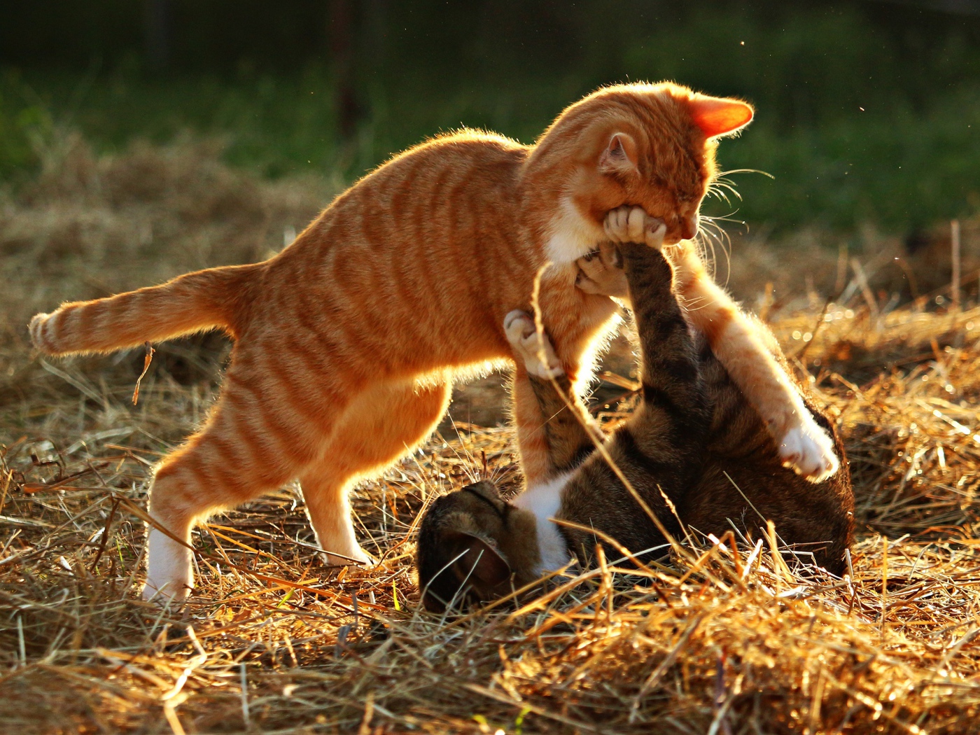 Рыжий и серый коты играют на сене