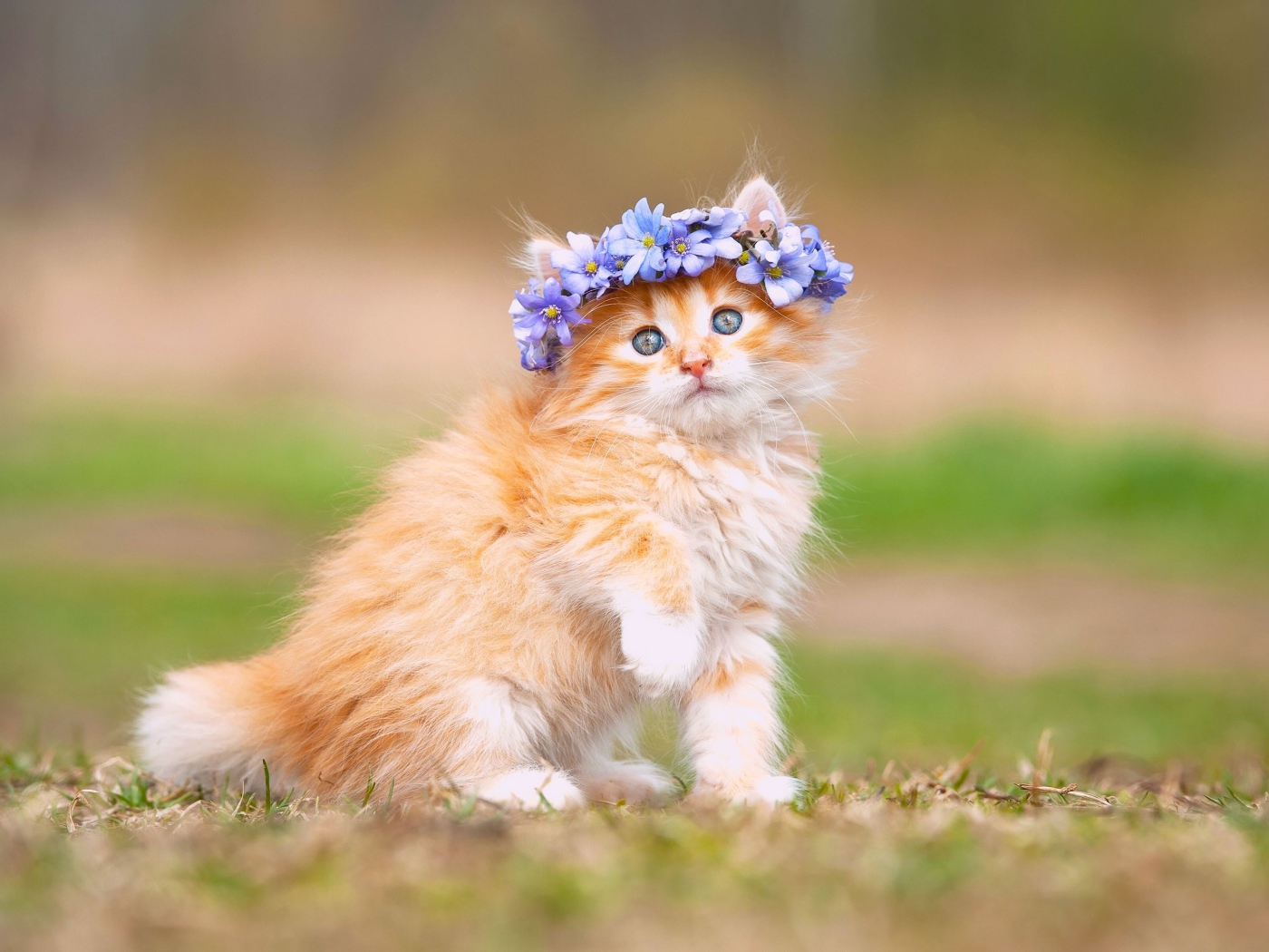 Рыжий пушистый котенок венком из цветов на голове