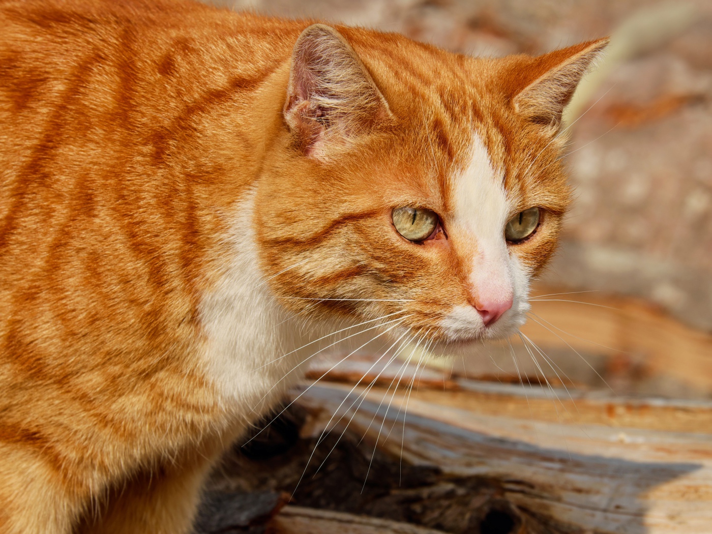 Красная макрель табби кошка