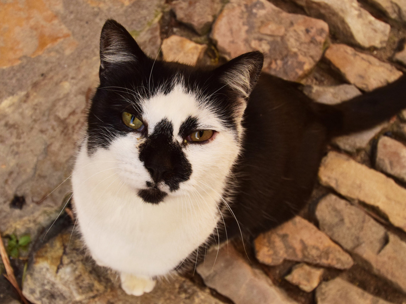 Серьезный взгляд черно белого кота