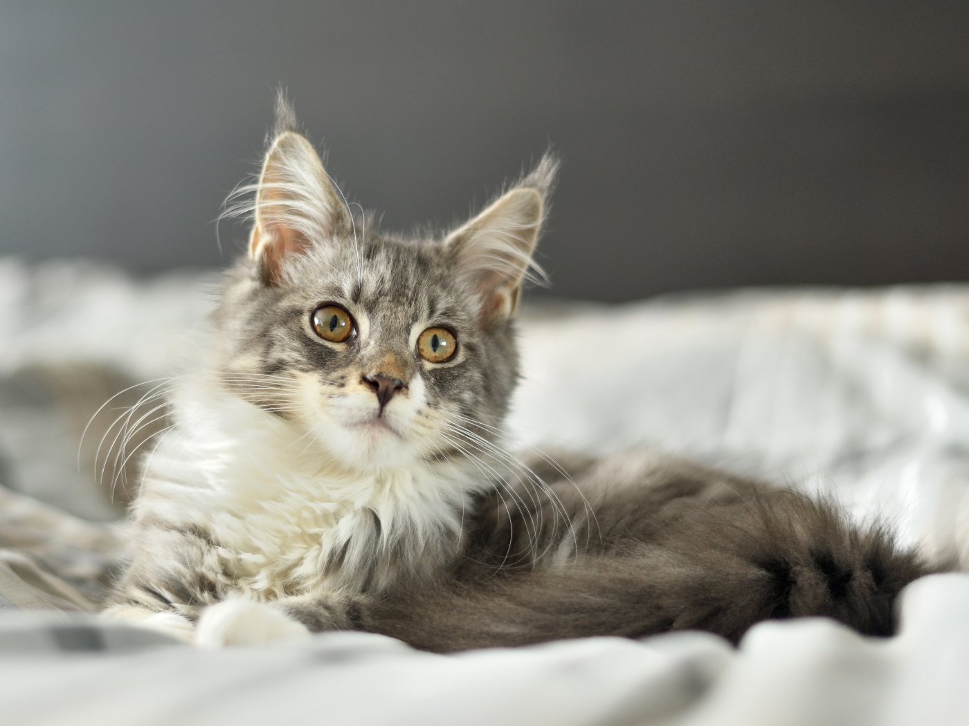 Кот породы мейн кун лежит на кровати