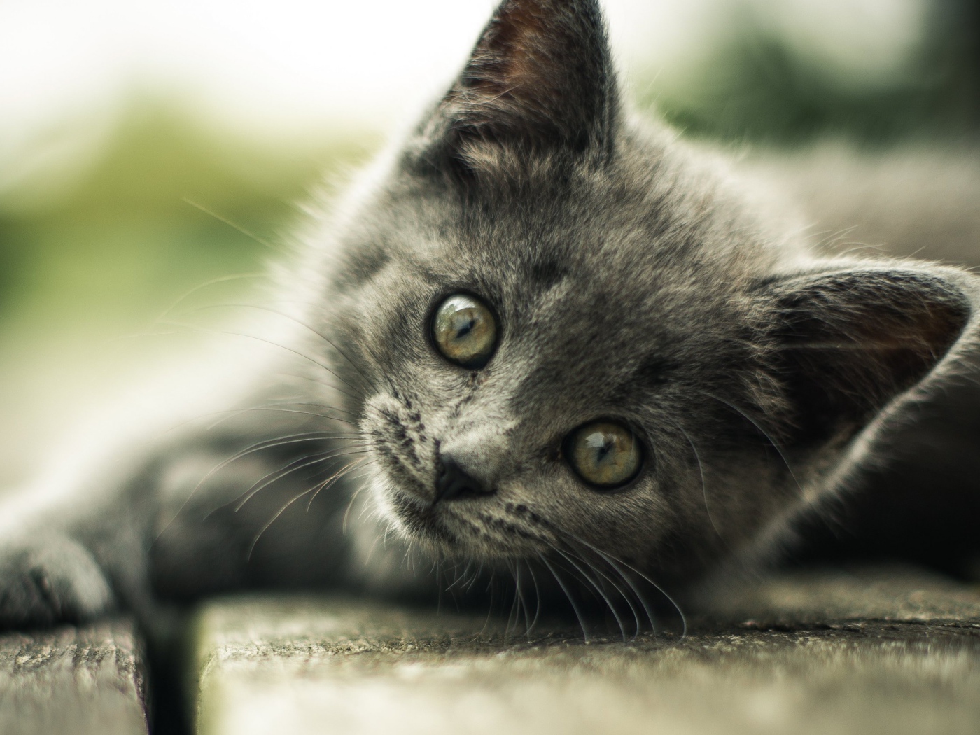 Взгляд маленького серого котенка 