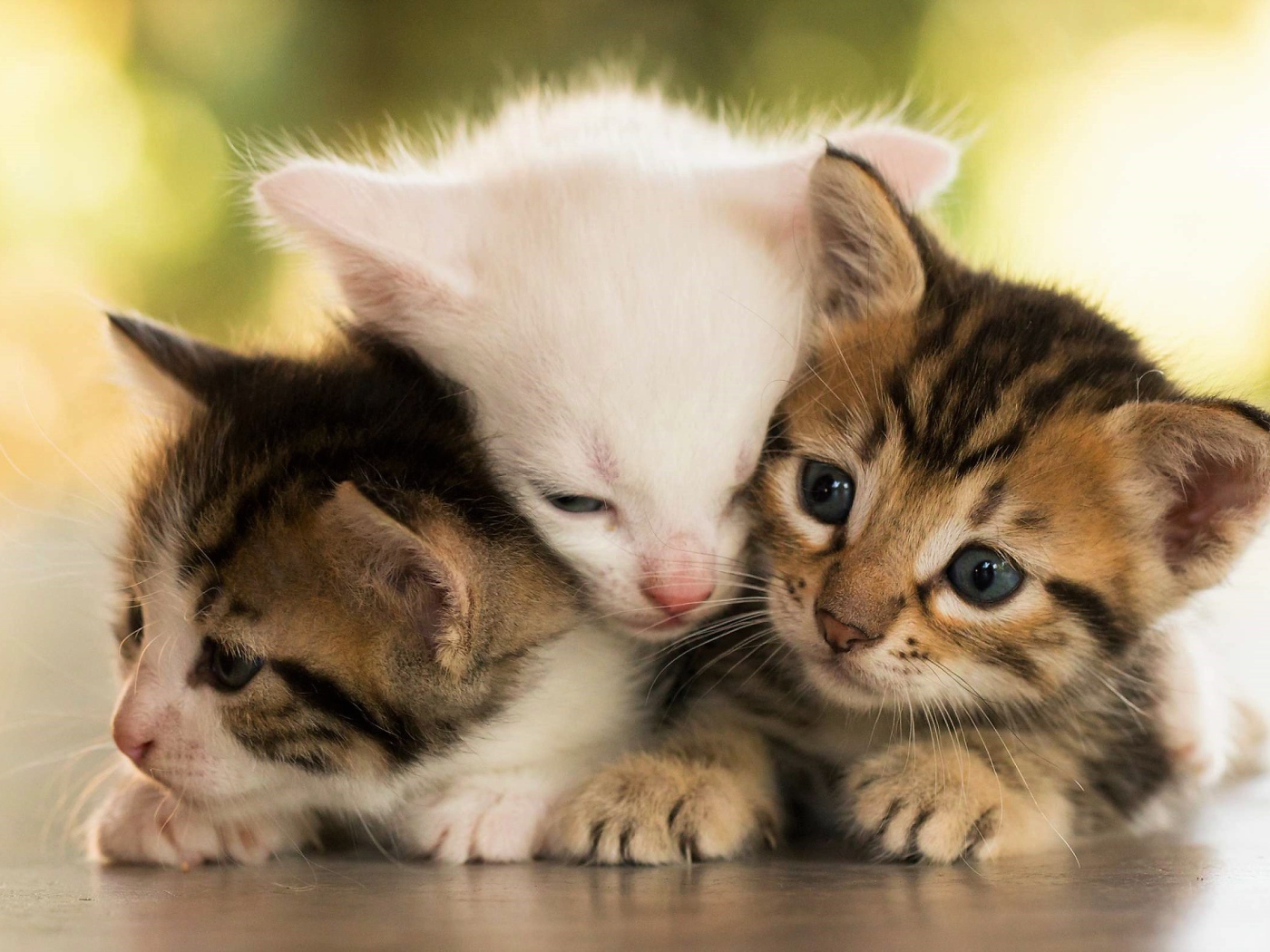 Три маленьких котенка греют друг друга