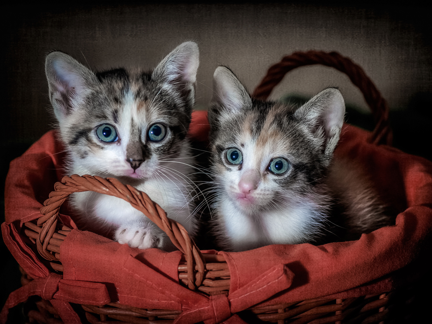 Два милых серых котенка сидят в корзине
