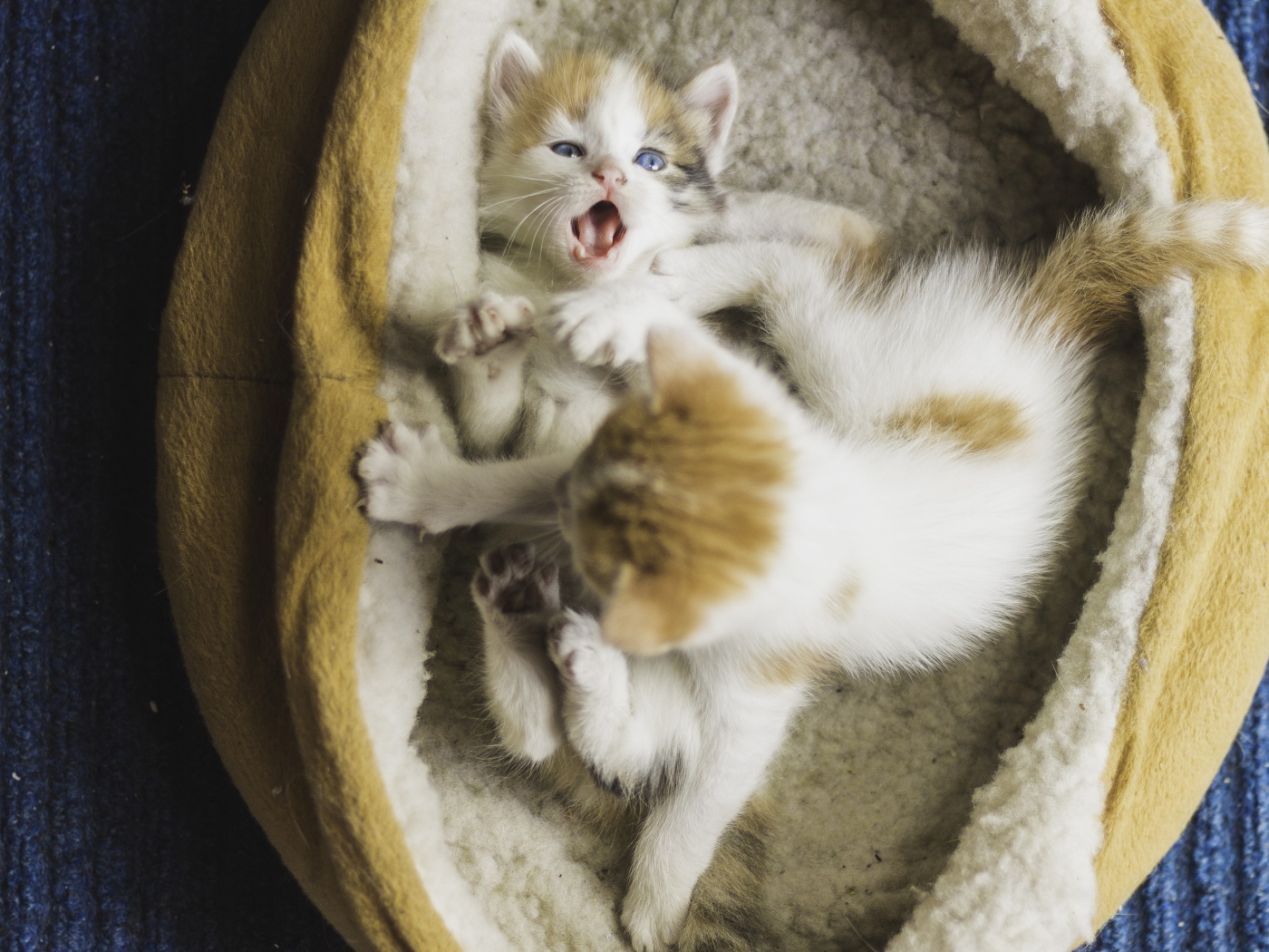 Два маленьких забавных котенка 