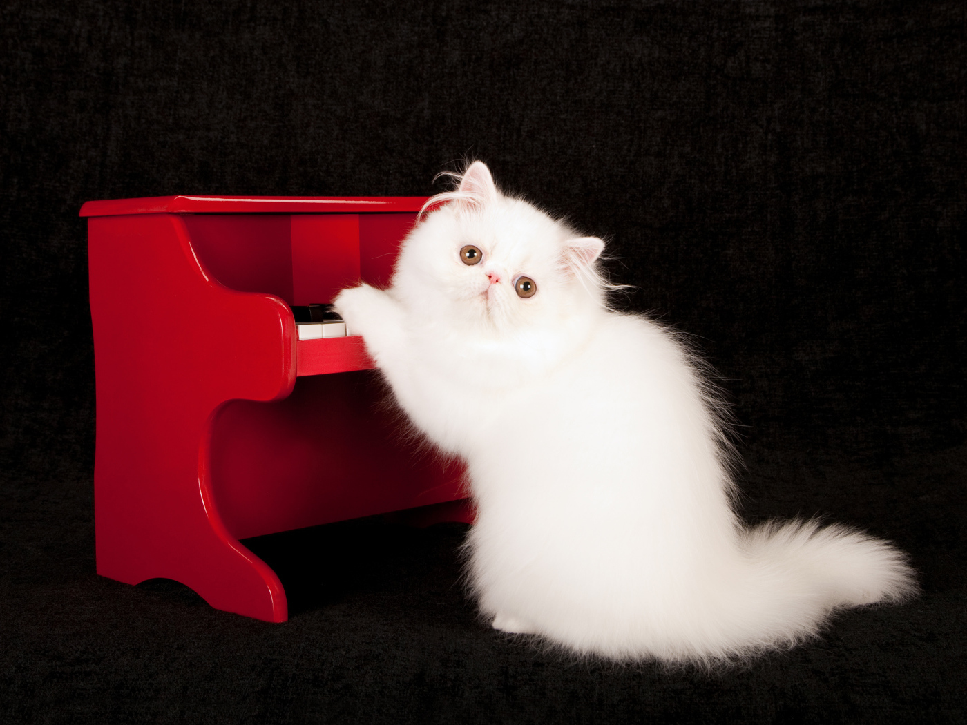 Белый пушистый кот с красным пианино на черном фоне