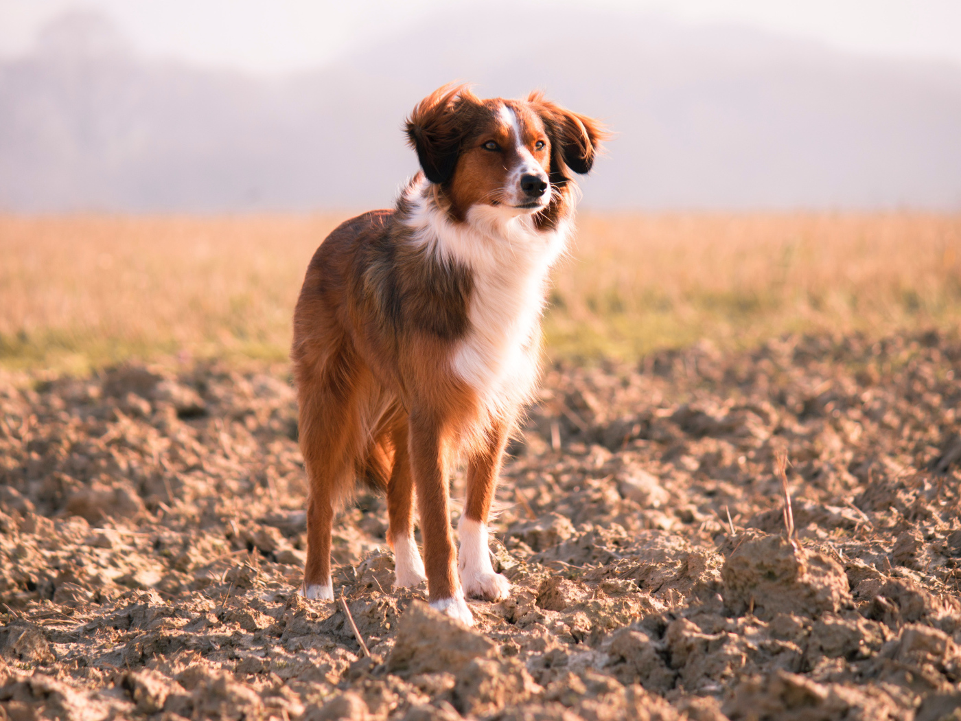 Красивая собака с умной мордой стоит на земле