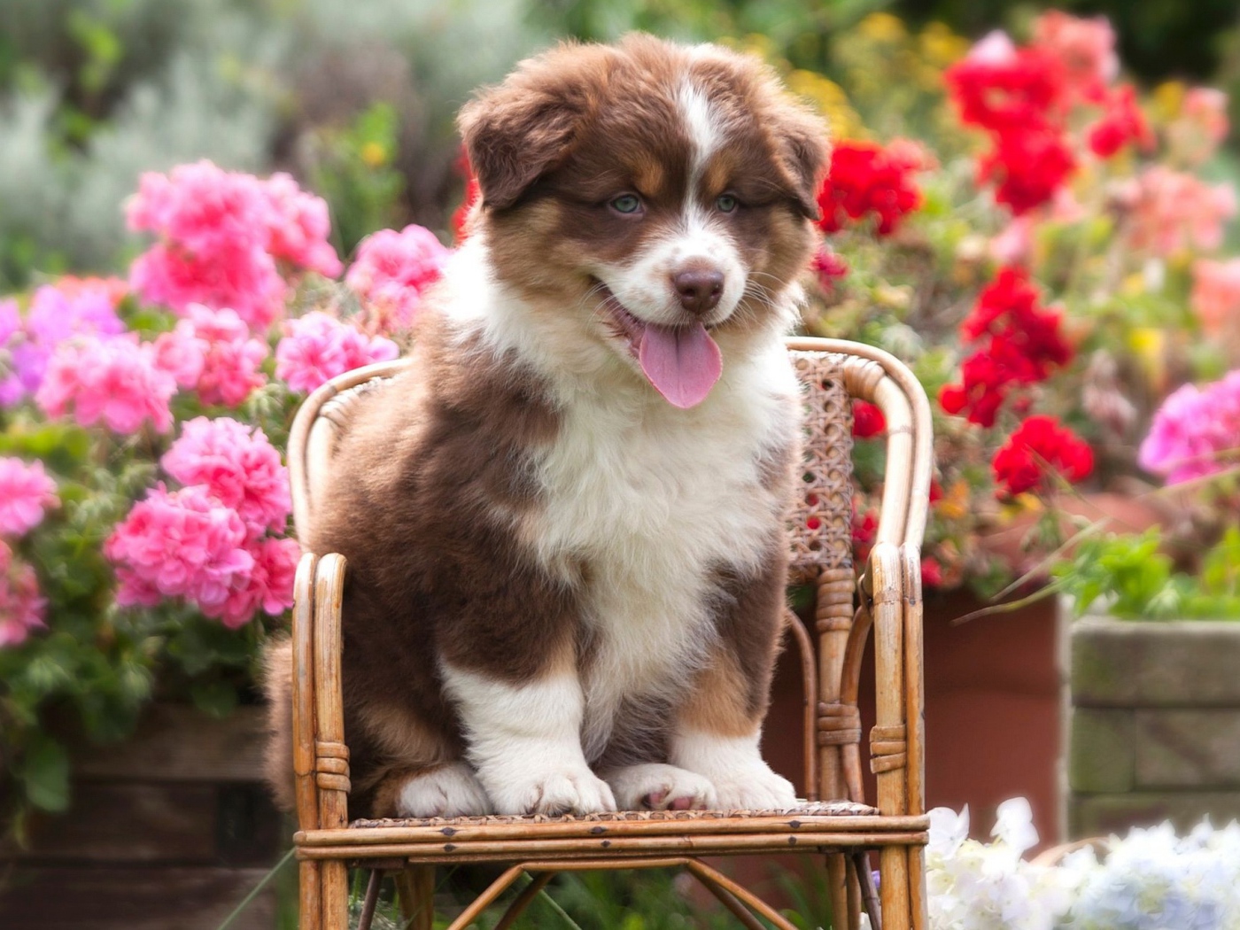 Милый щенок породы Австралийская овчарка, сидит на стуле 