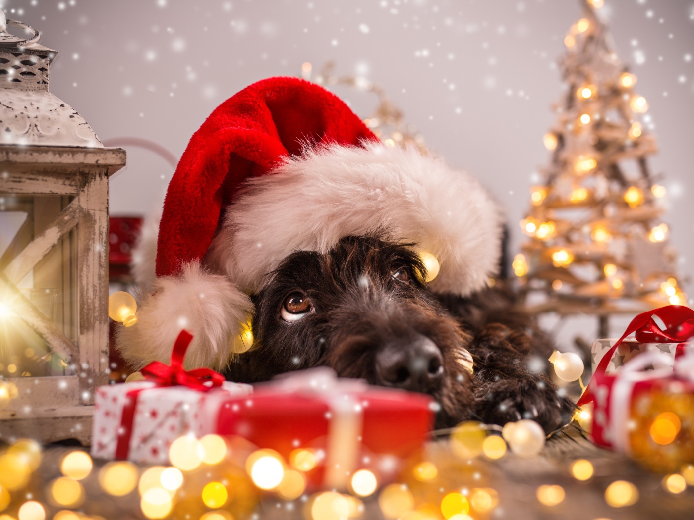 Собака в новогоднем костюме, символ Нового года 2018