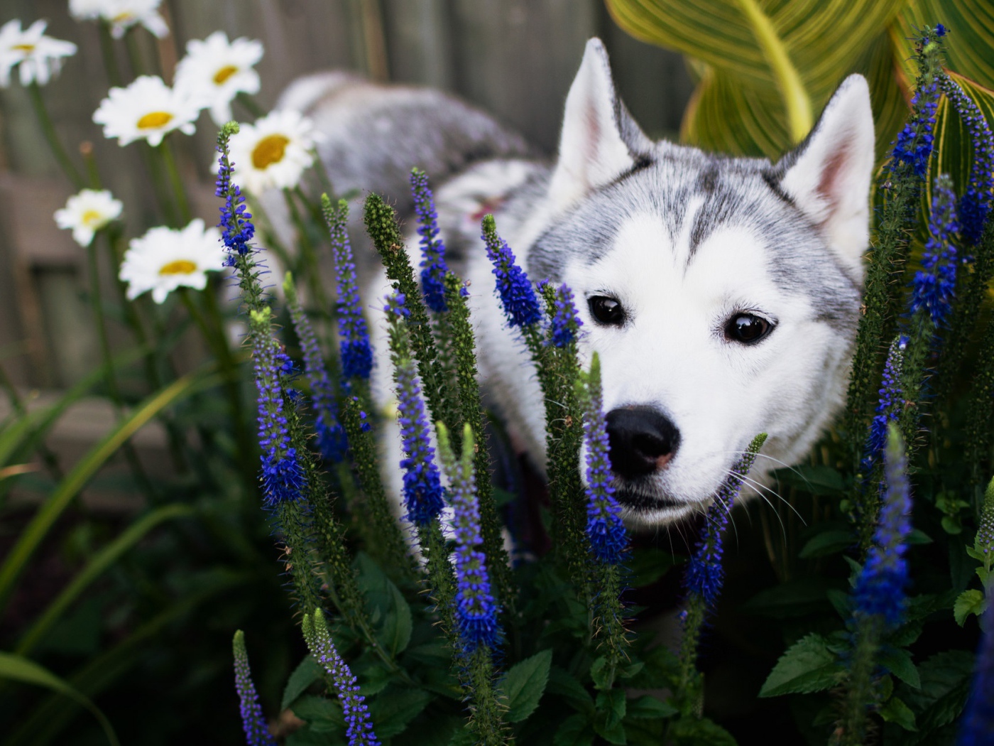 Собака породы Хаски с голубых цветах 