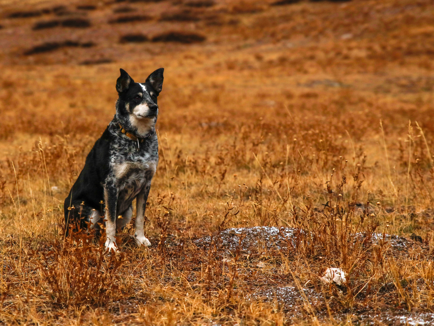 Собака с умной мордой сидит на сухой траве
