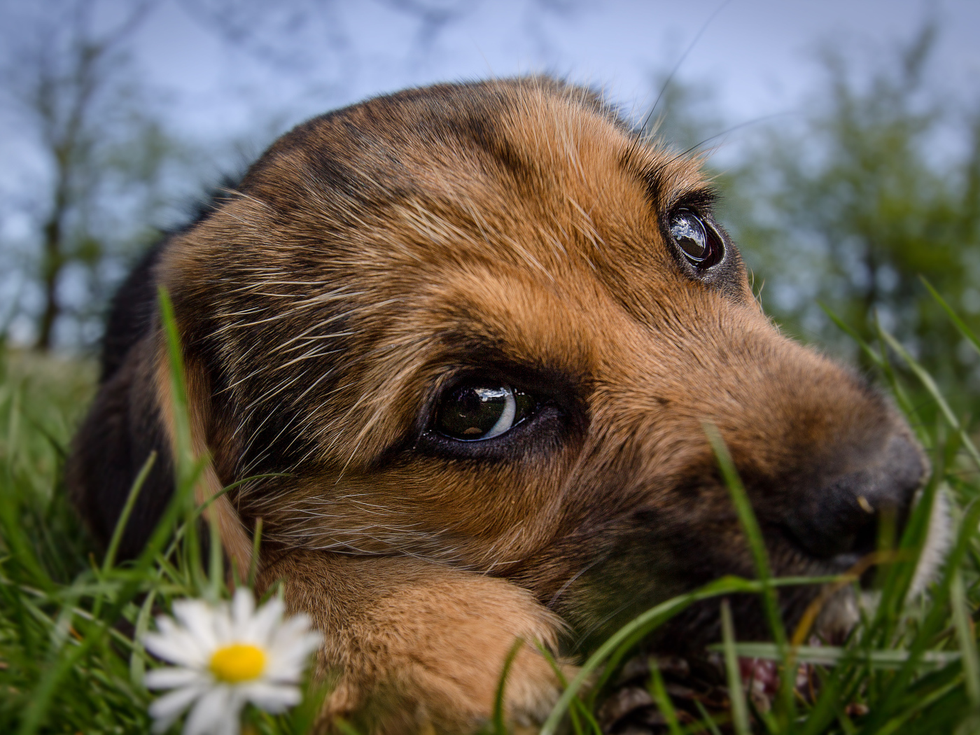 Маленький щенок с грустной мордой лежит на зеленой траве