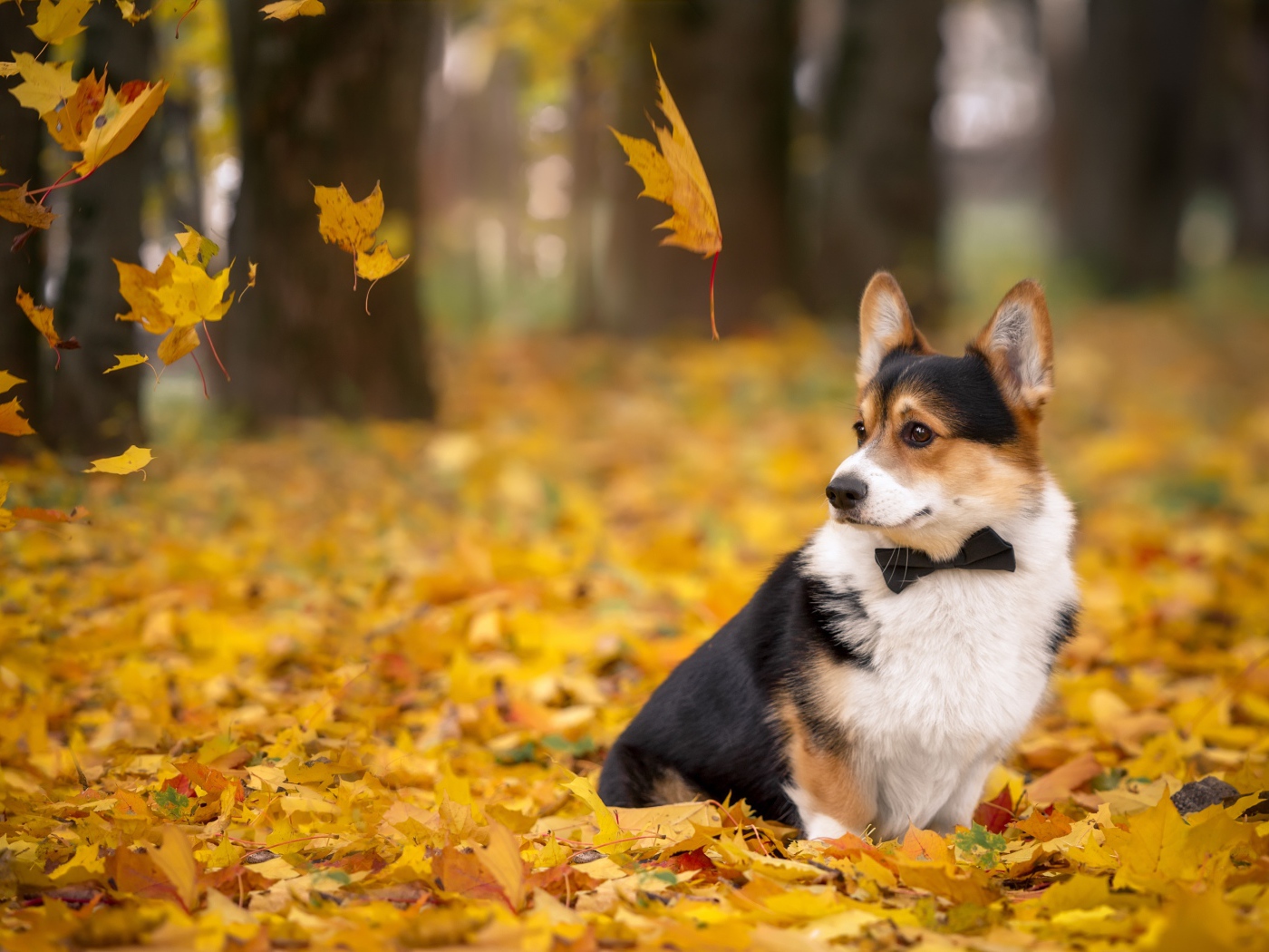 Грустная собака породы Вельш-корги сидит на желтых опавших листьях  осенью