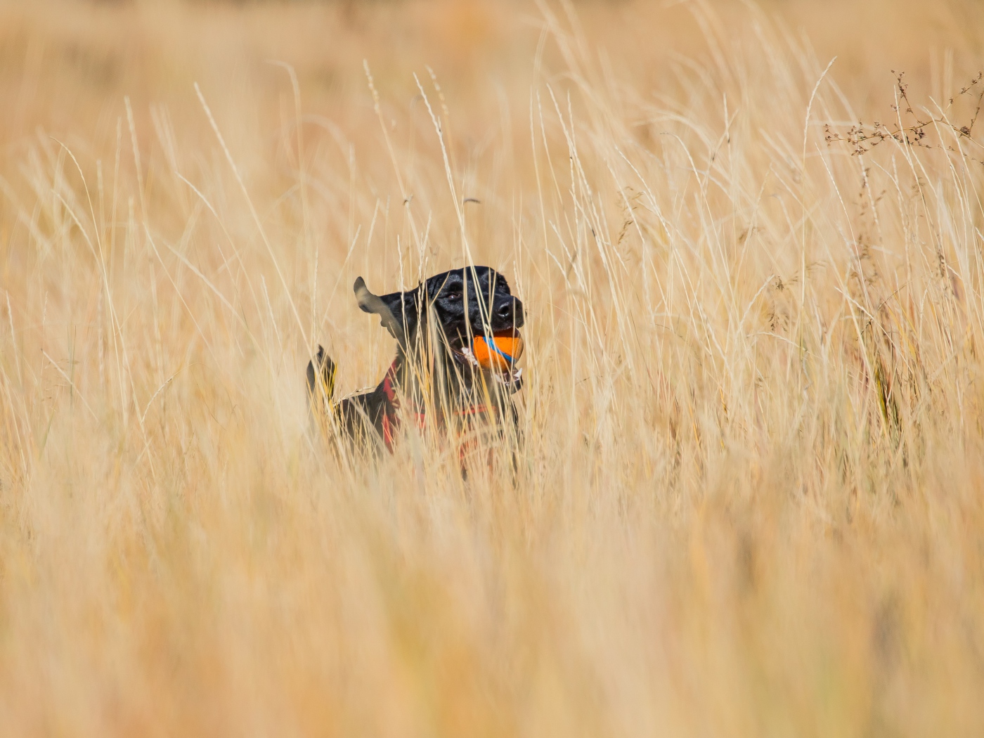 Довольный черный лабрадор с игрушкой в зубах бежит по траве